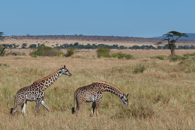 084 Tanzania, N-Serengeti, giraffes.jpg